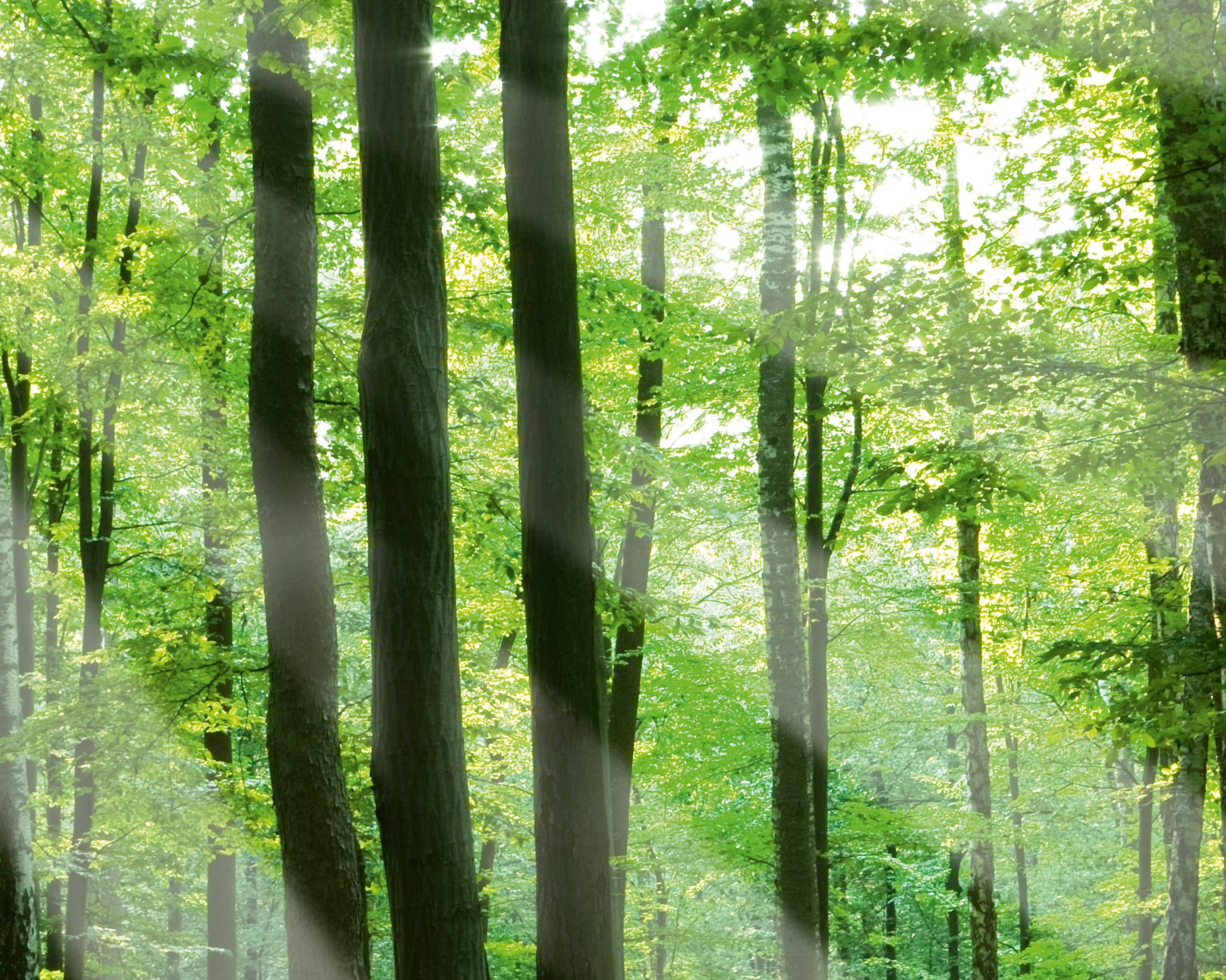 Sunlitgrove-100x150cm.jpg