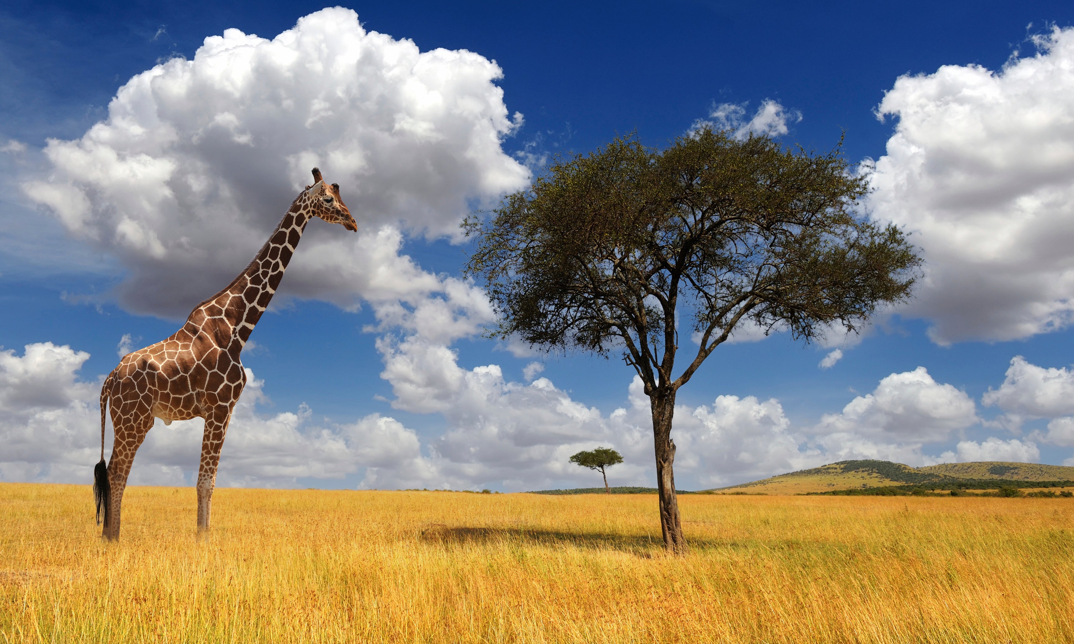 Tallontheplains-120x80cm.jpg