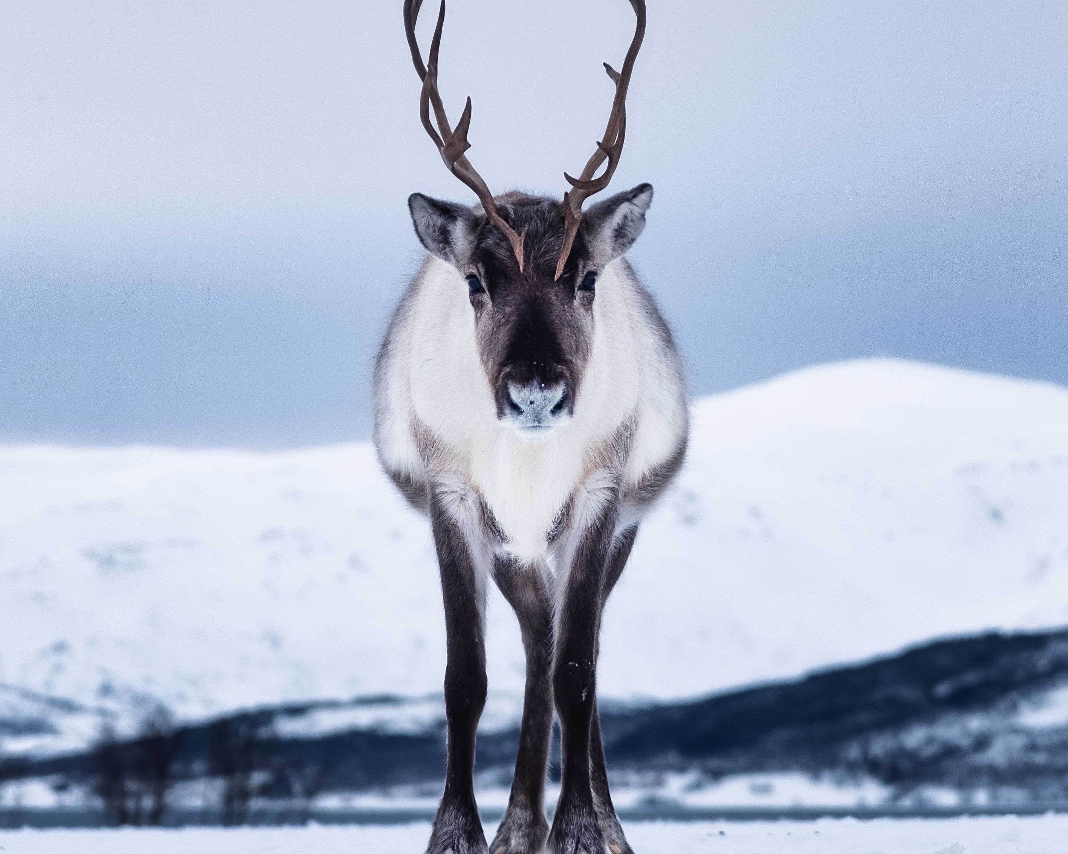 Thelonereindeer-100150.jpg