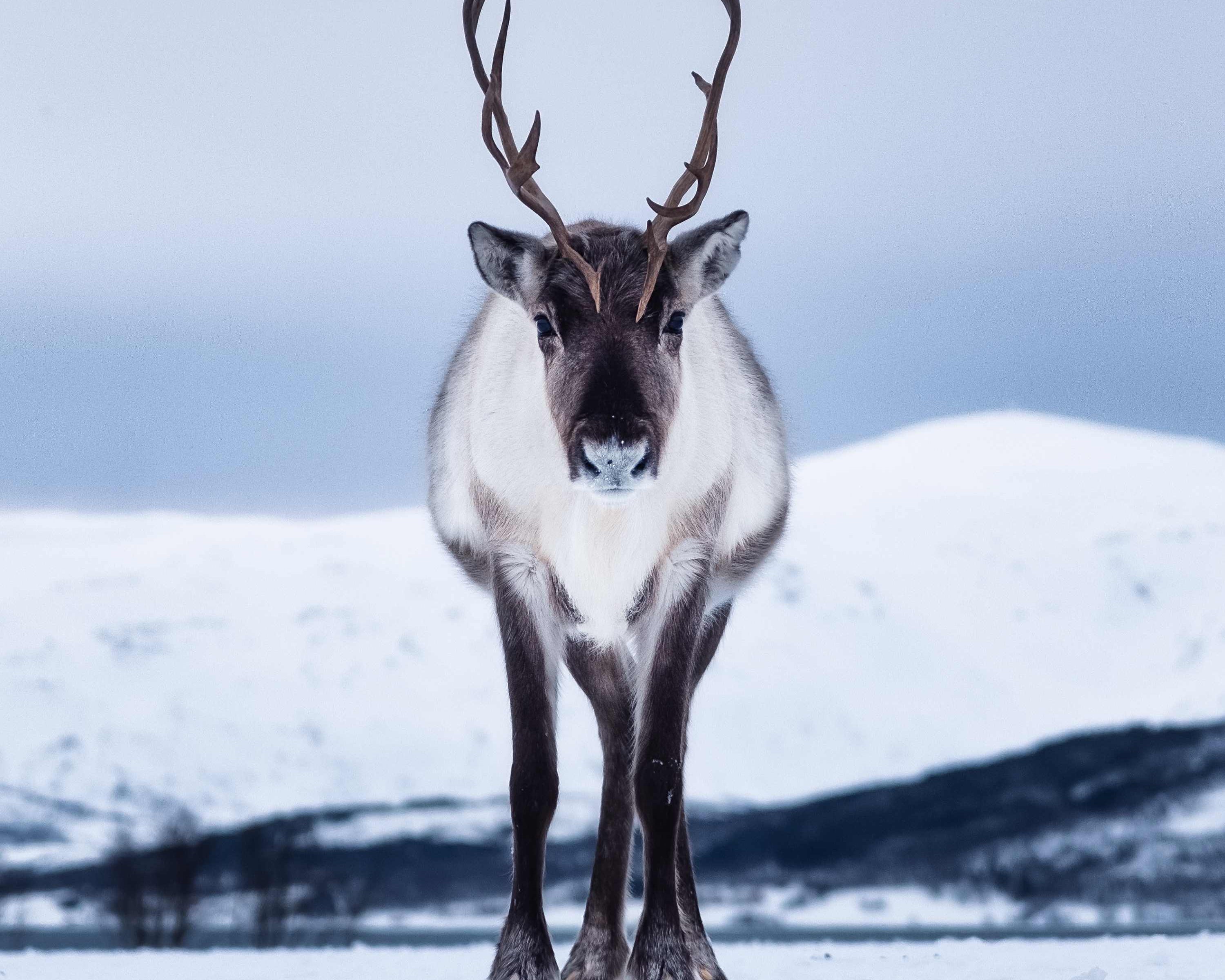 Thelonereindeer-80120.jpg