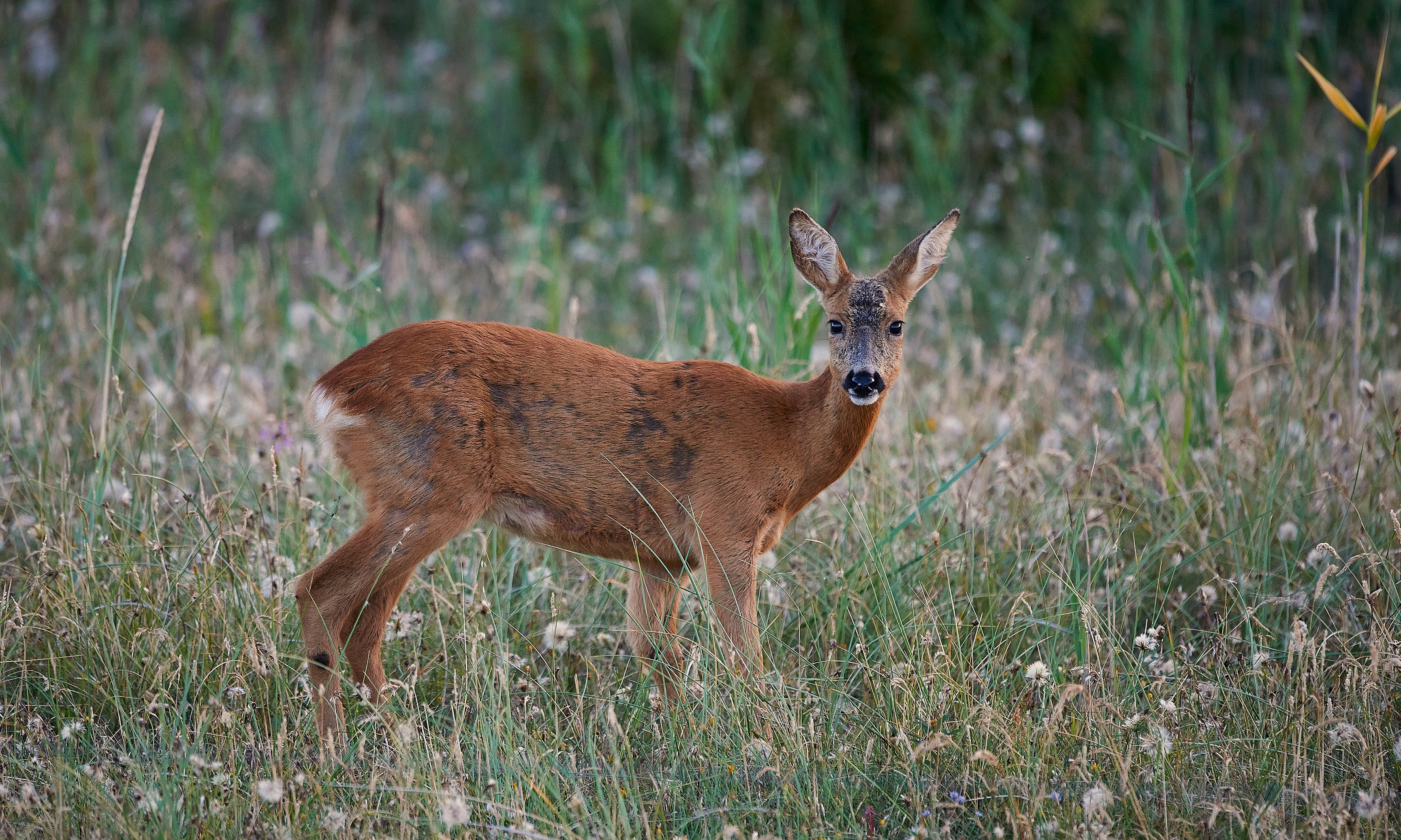 Theshyvisitor-120x80cm.jpg