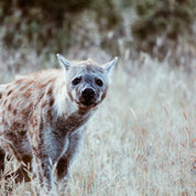 The watcher