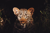 The watchful one