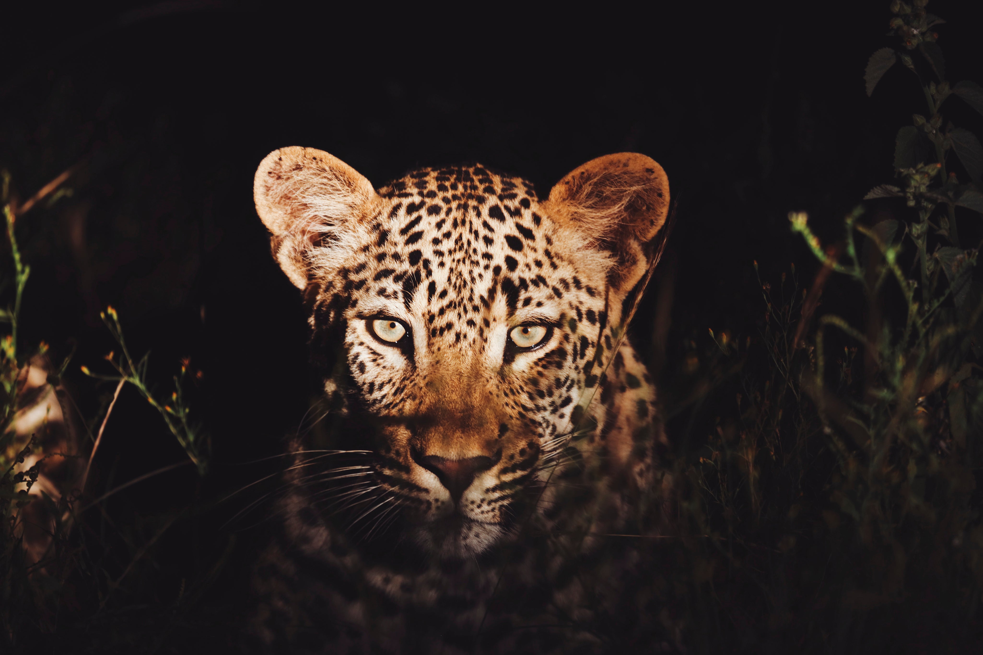 The watchful one