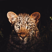 The watchful one