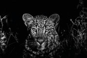 The watchful one B&W