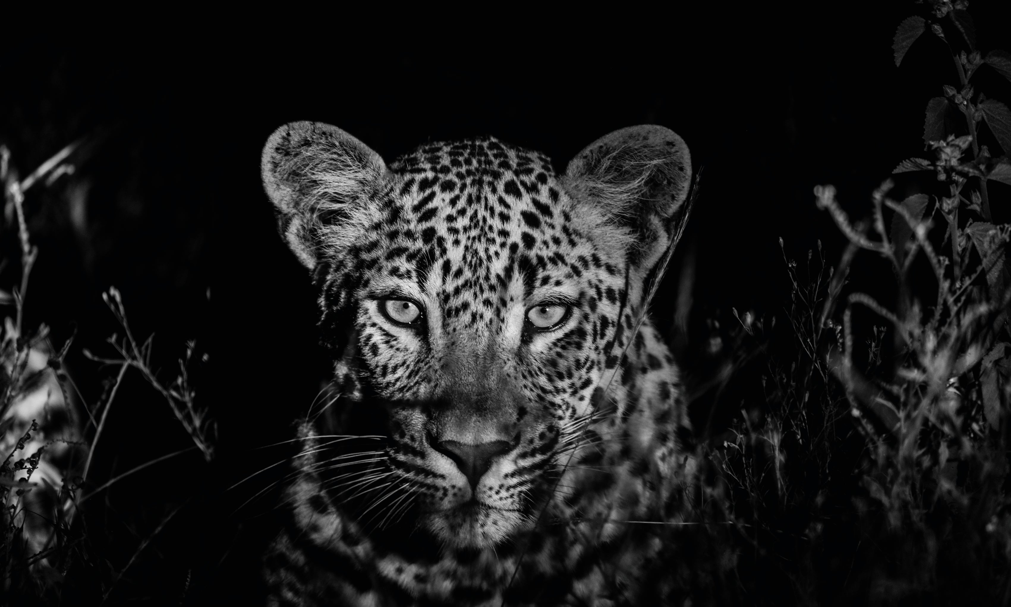 ThewatchfuloneB_W-120x80cm.jpg