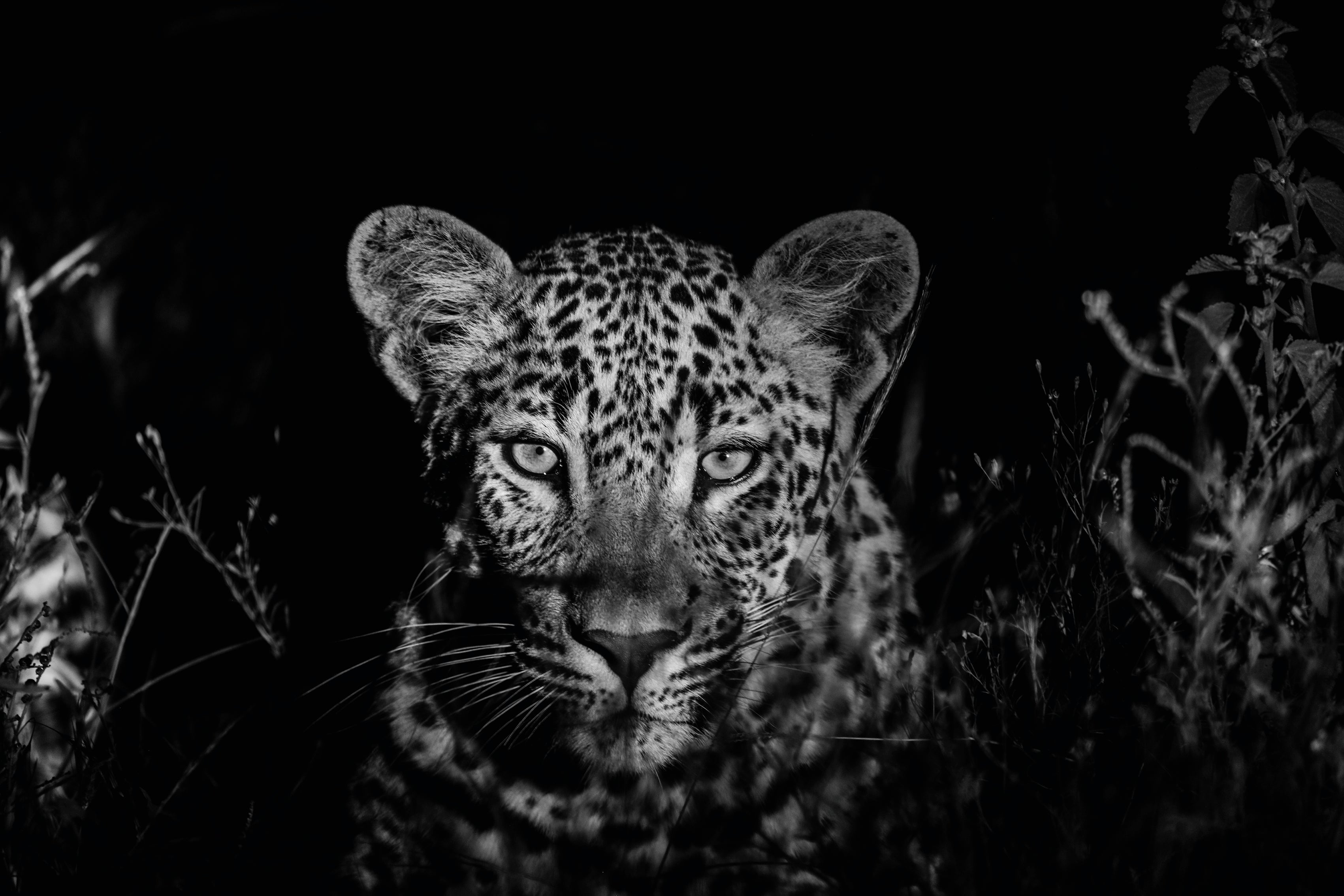ThewatchfuloneB_W-120x80cm.jpg