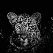 The watchful one B&W