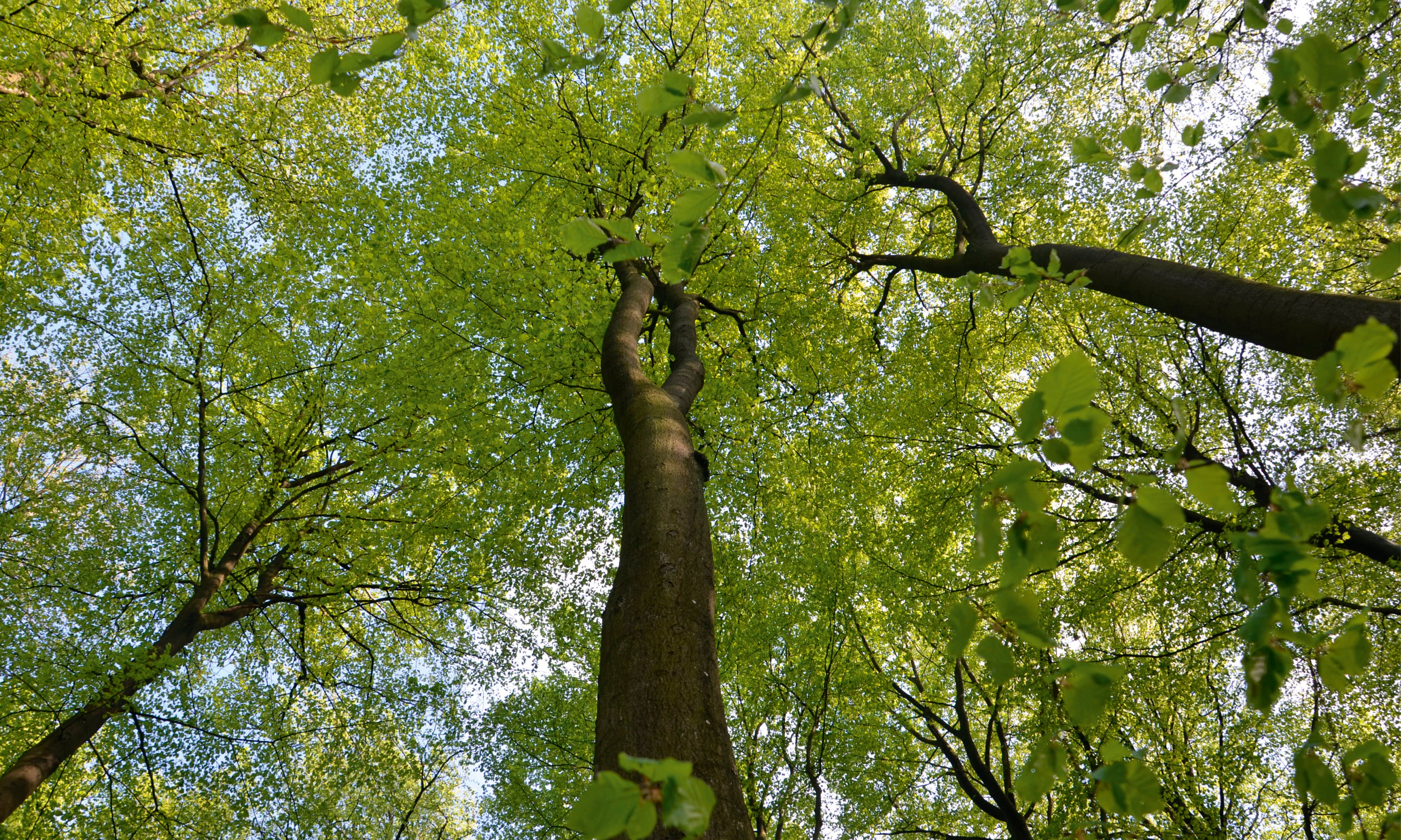 Throughthegreen-150x100cm.jpg