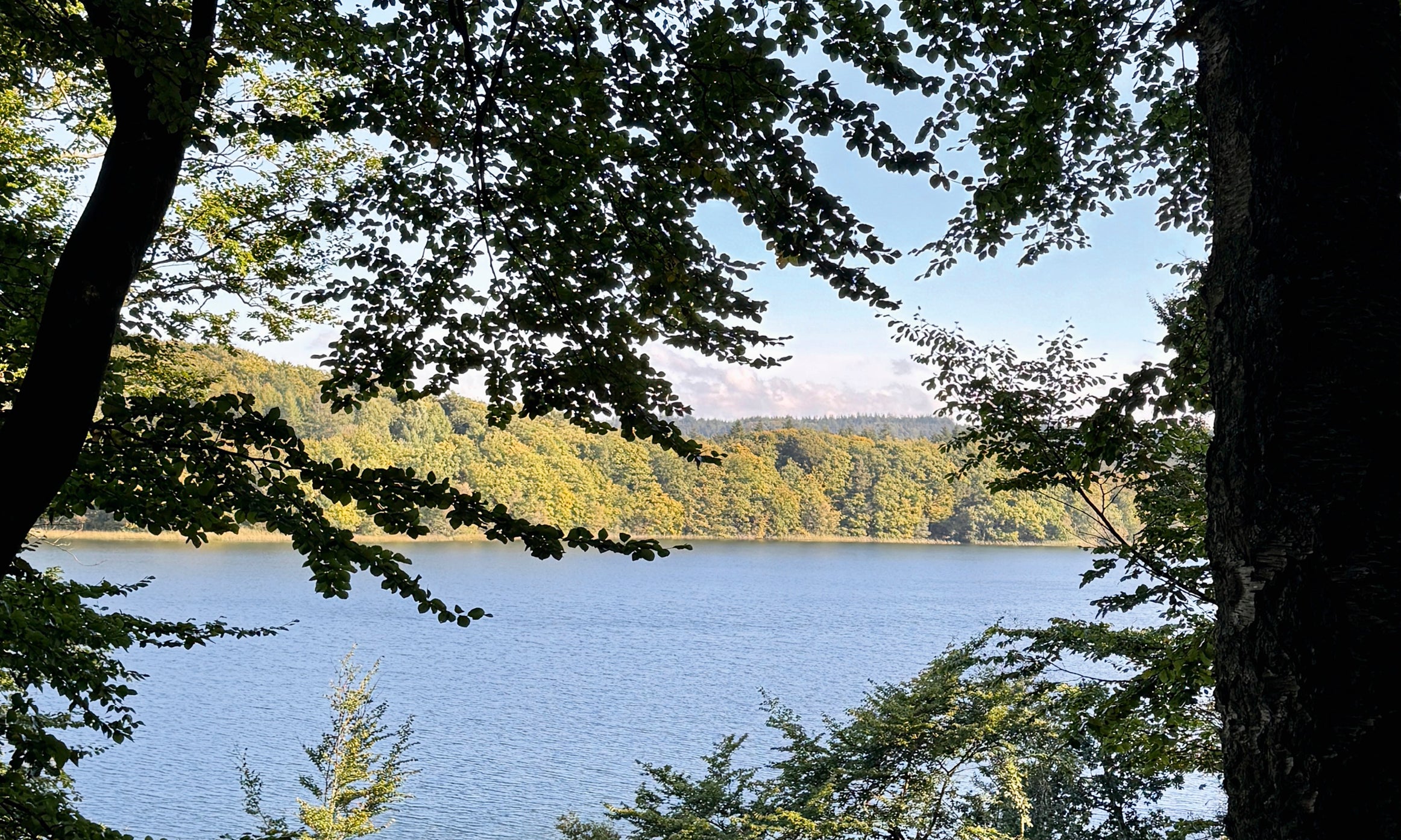 Throughthetrees-80x120cm.jpg