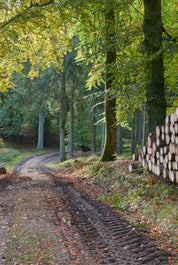 Timber whisper