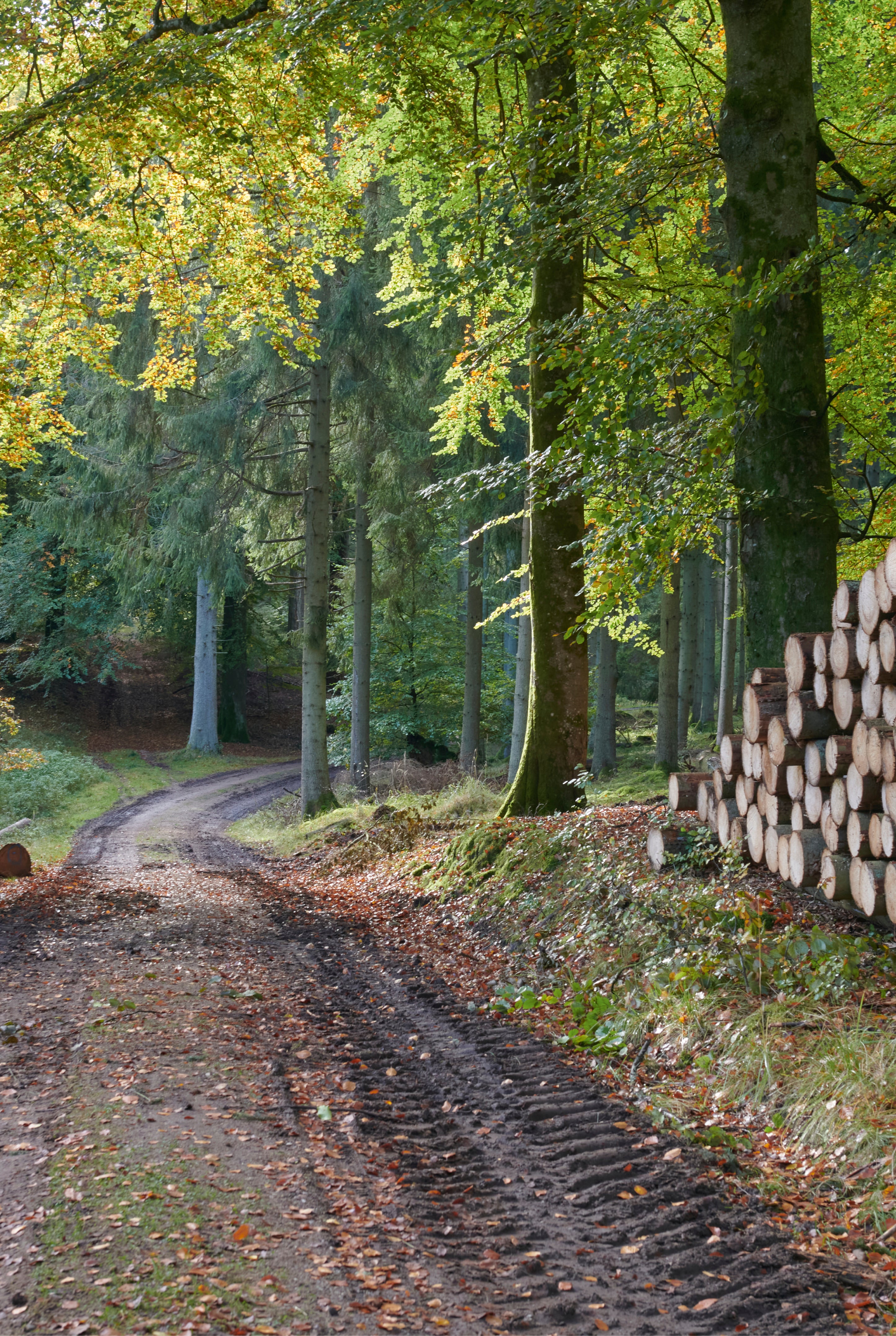 Timber whisper