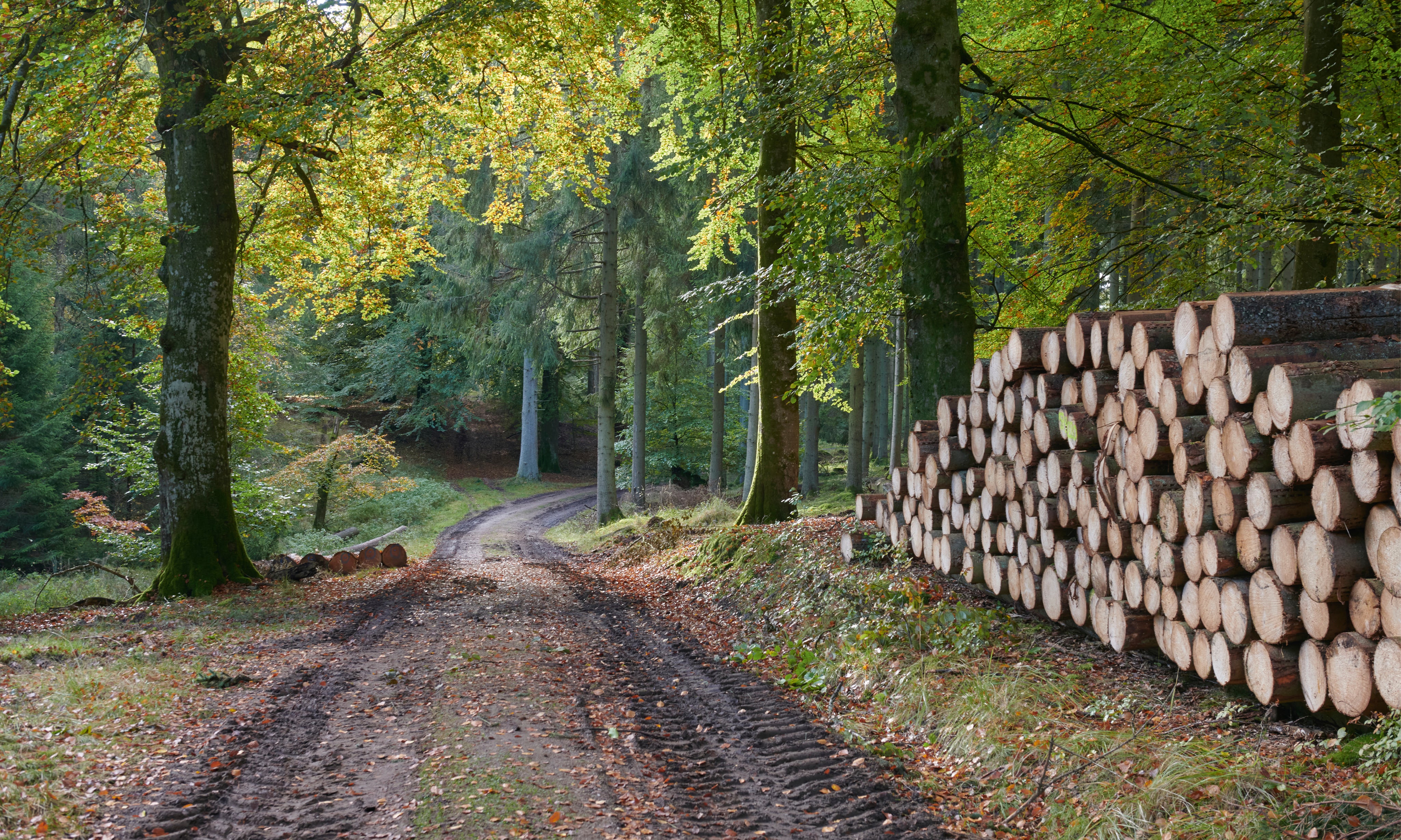 Timberwhisper-150x100cm.jpg
