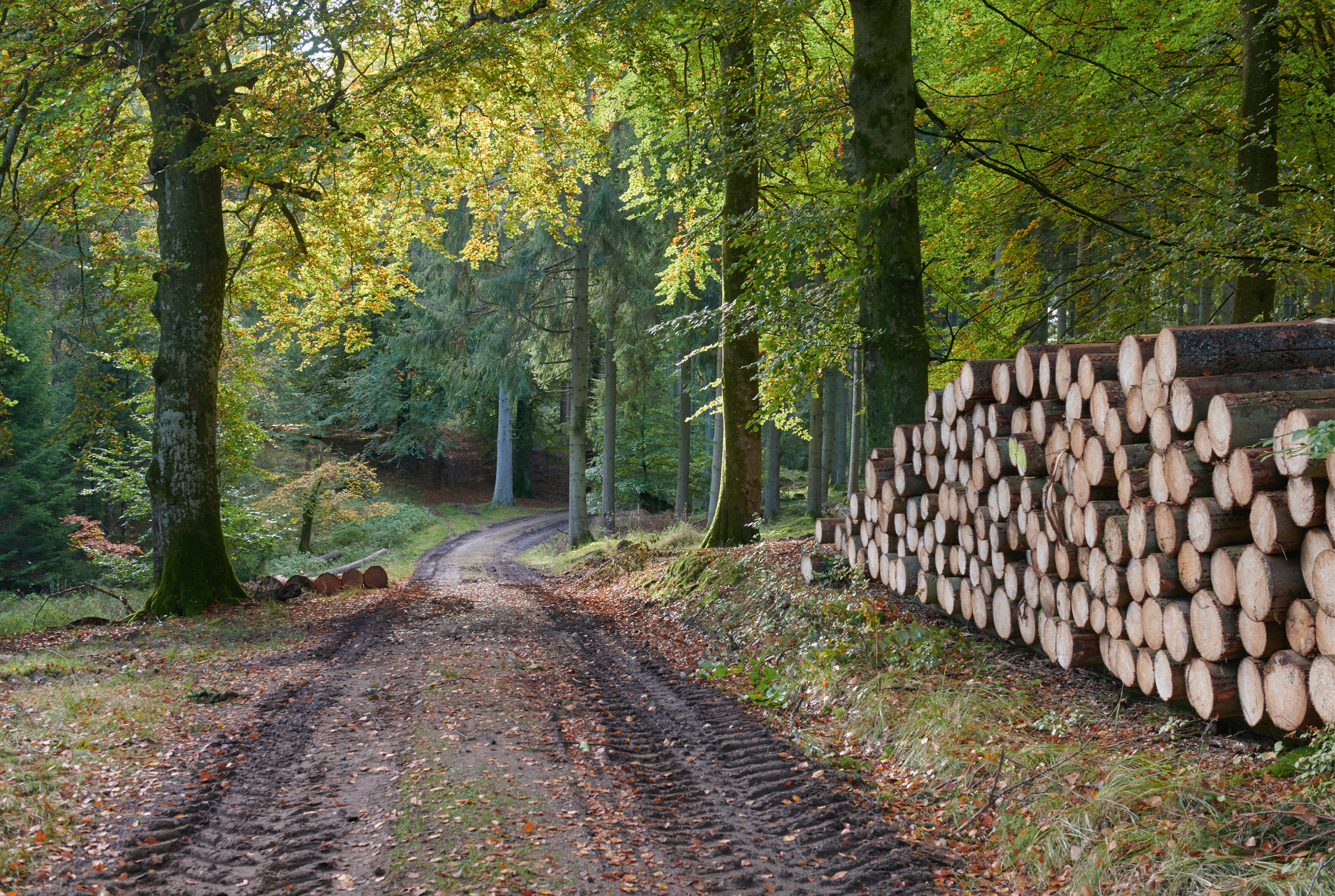 Timberwhisper-150x100cm.jpg