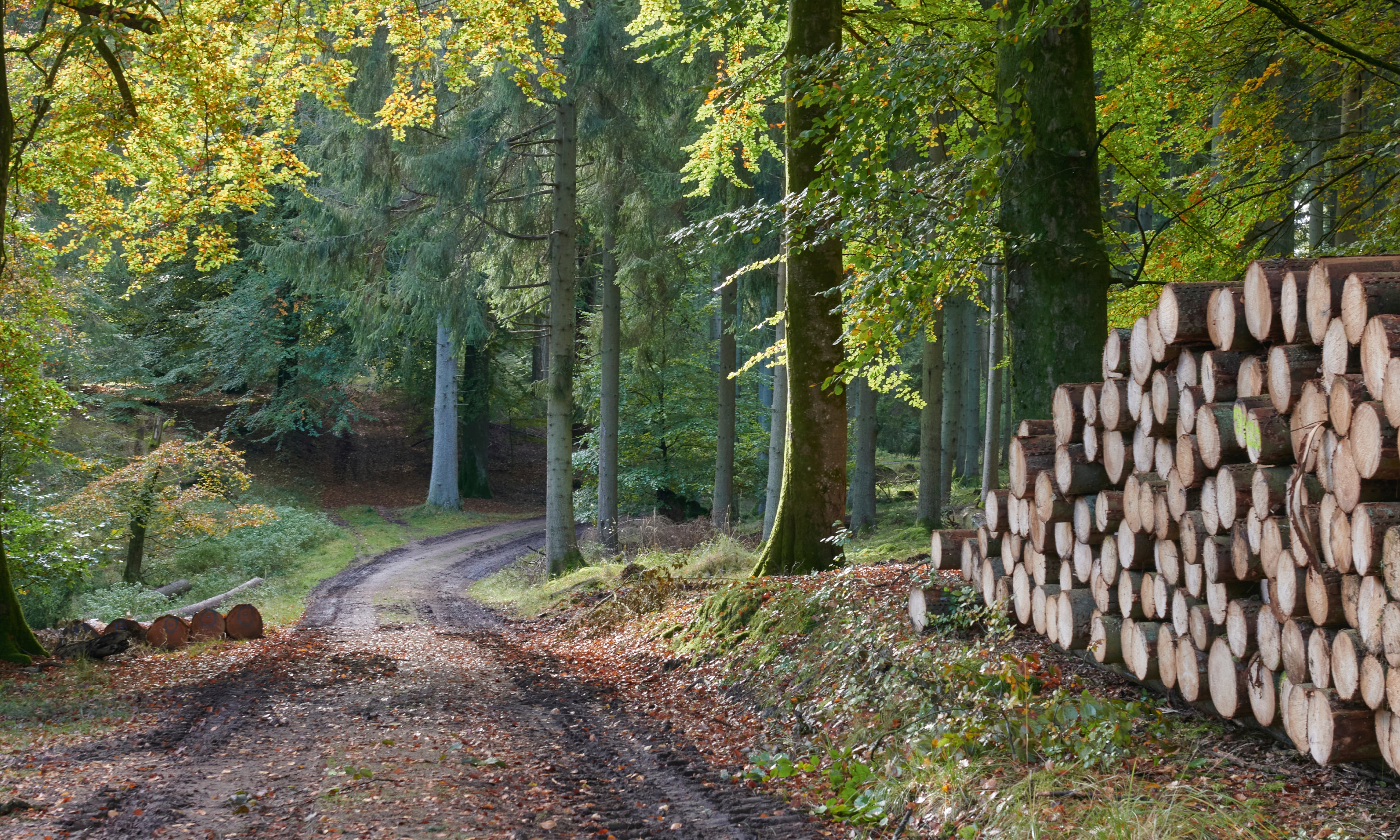 Timberwhisper-150x150cm.jpg