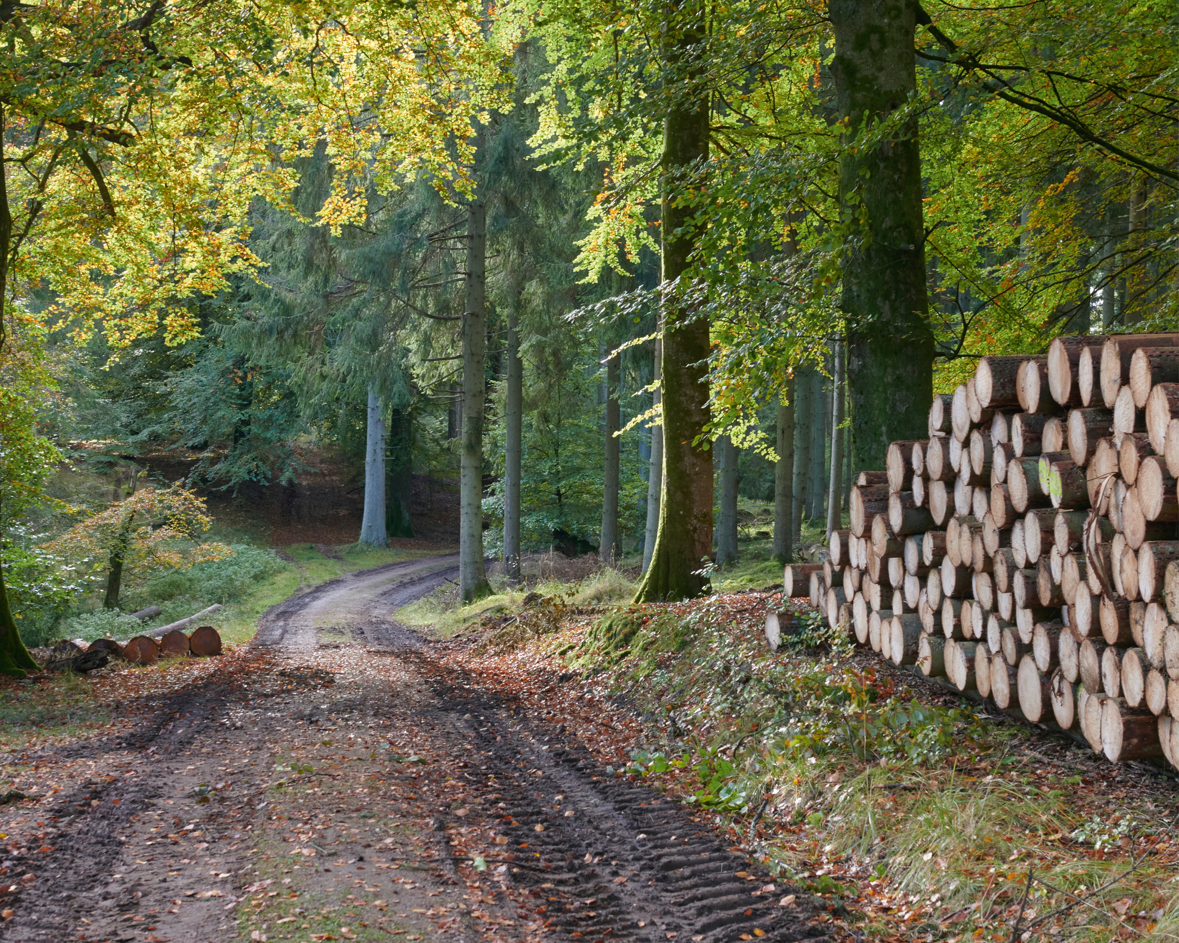 Timberwhisper-150x150cm.jpg