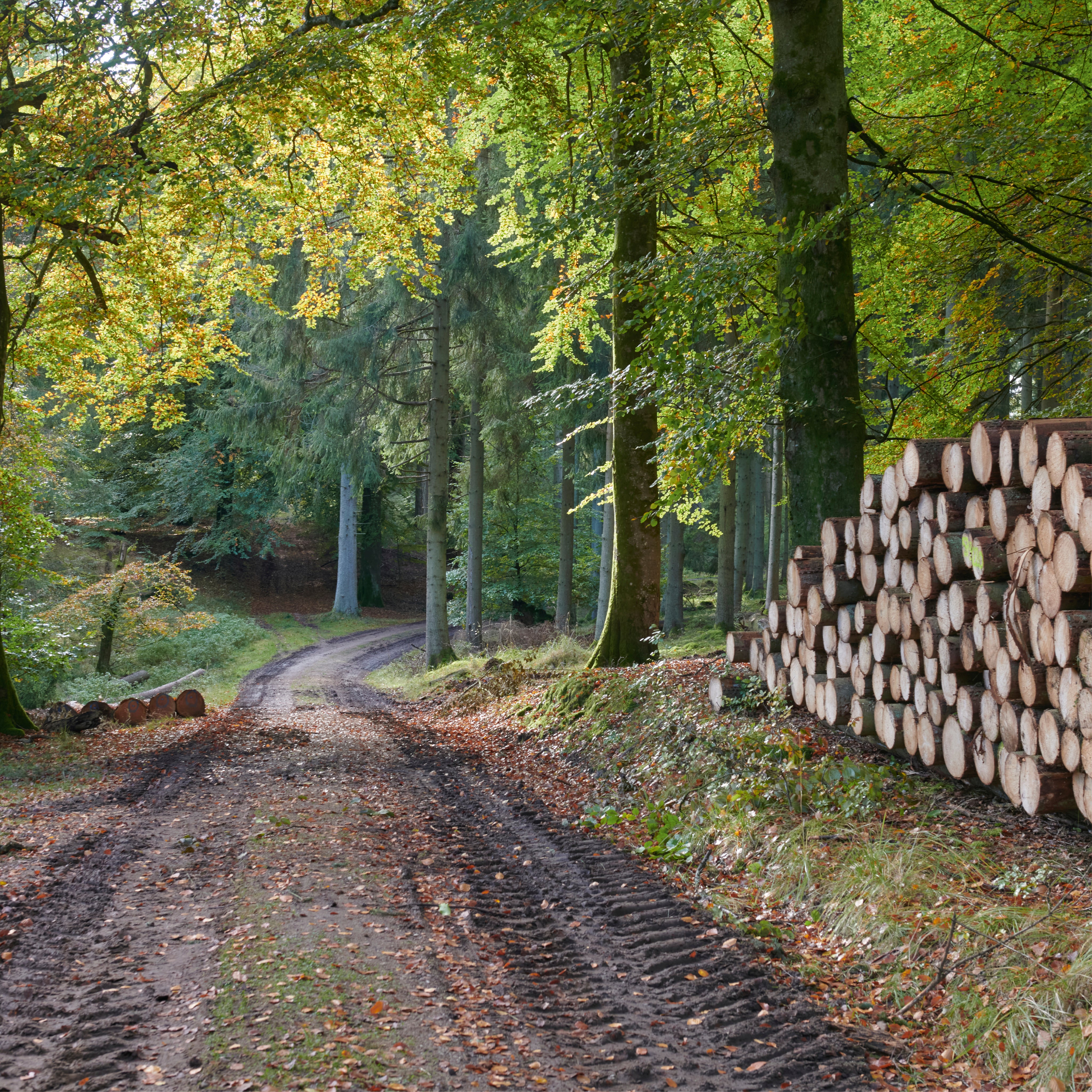 Timber whisper