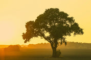Touched by the morning light