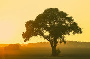 Touched by the morning light