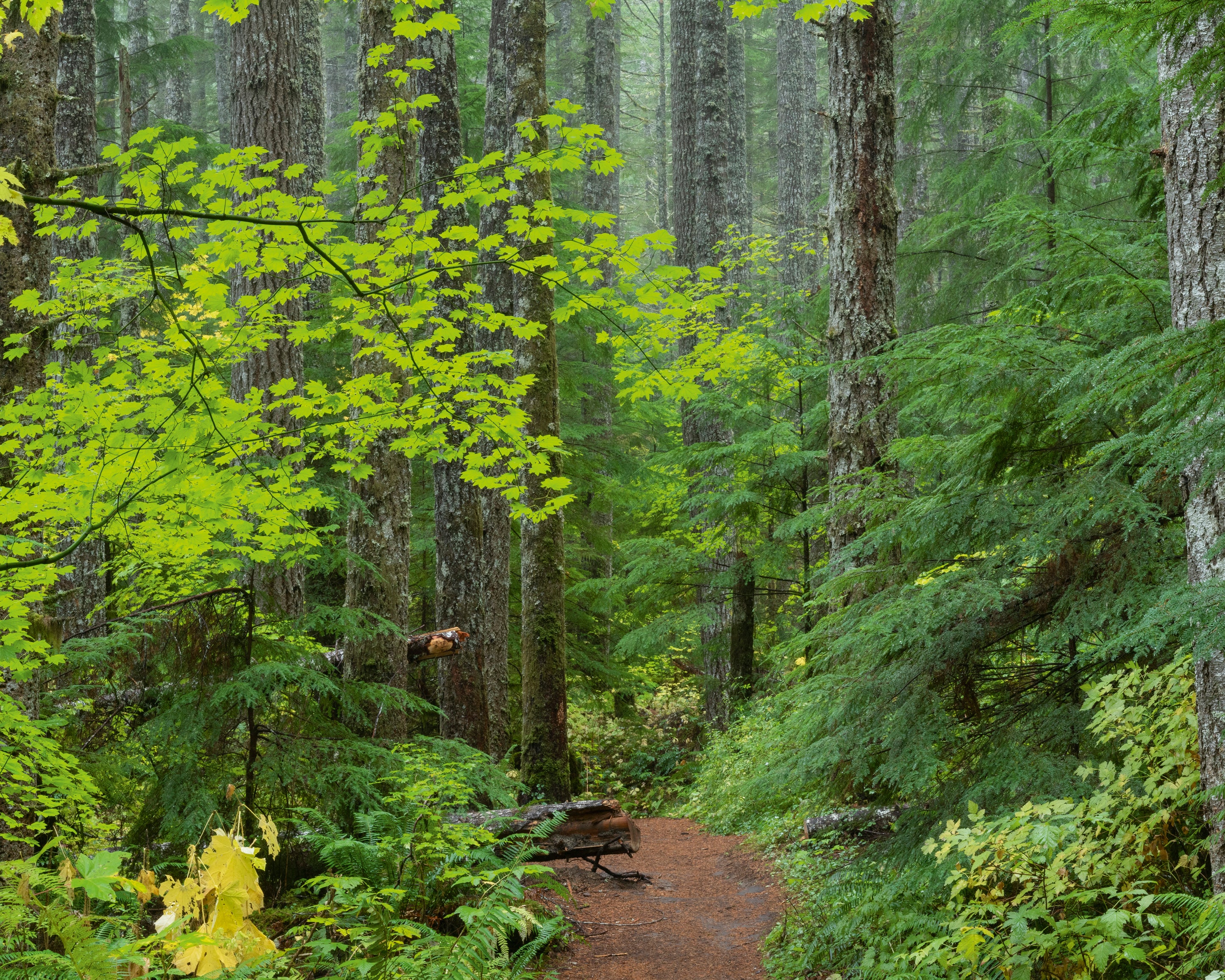 TrailinFirandMaple-100x150cm.jpg