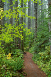 Trail in Fir and Maple