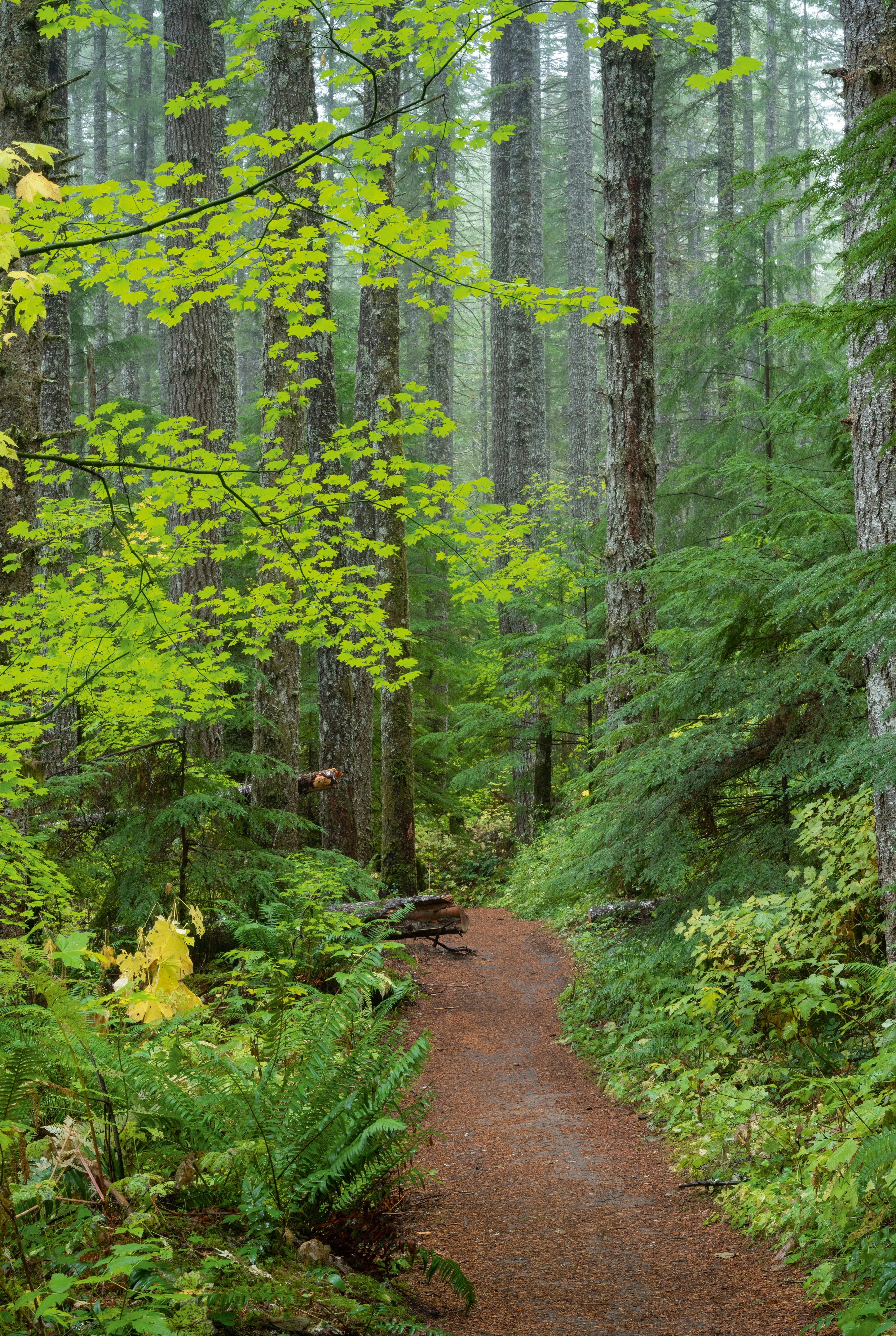 Trail in Fir and Maple