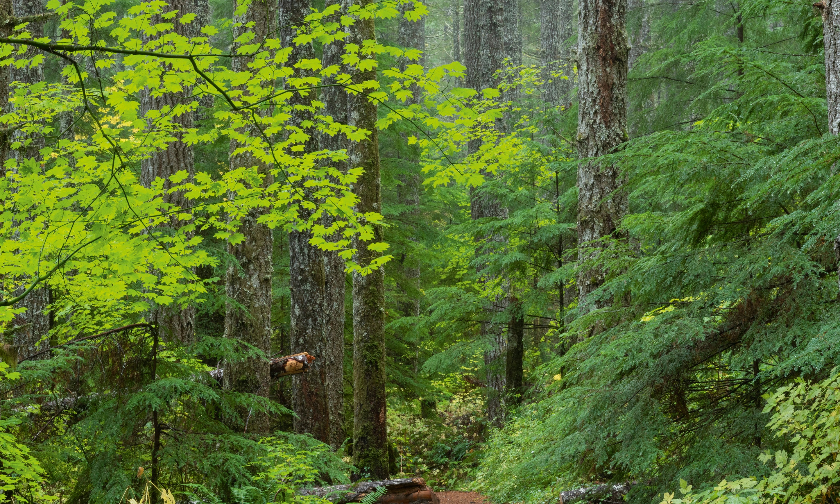 TrailinFirandMaple-100x160cm.jpg
