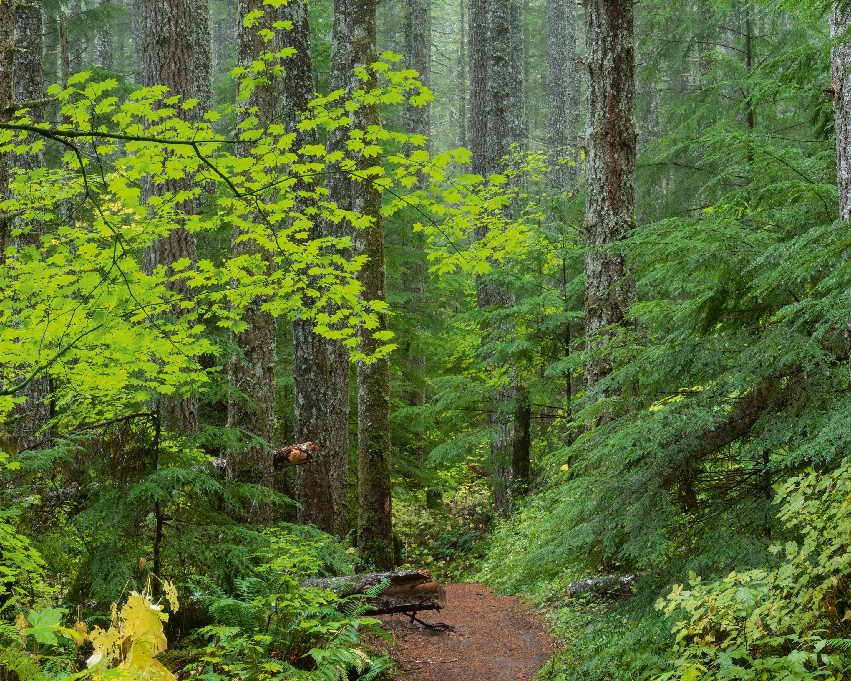 TrailinFirandMaple-100x160cm.jpg