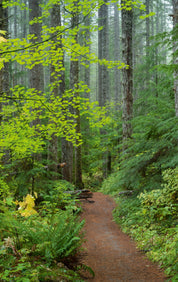 Trail in Fir and Maple