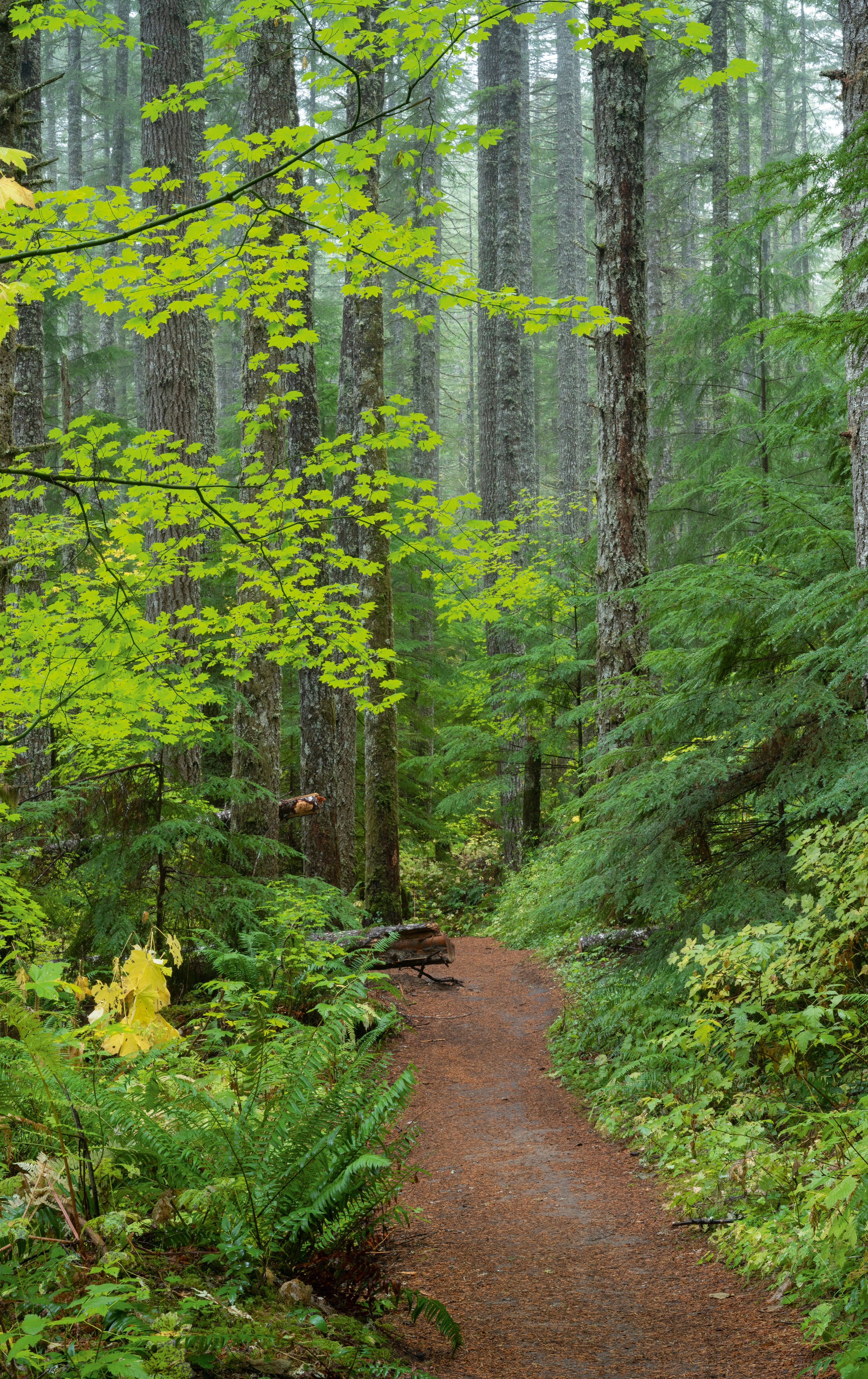 Trail in Fir and Maple