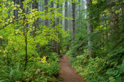 Trail in Fir and Maple
