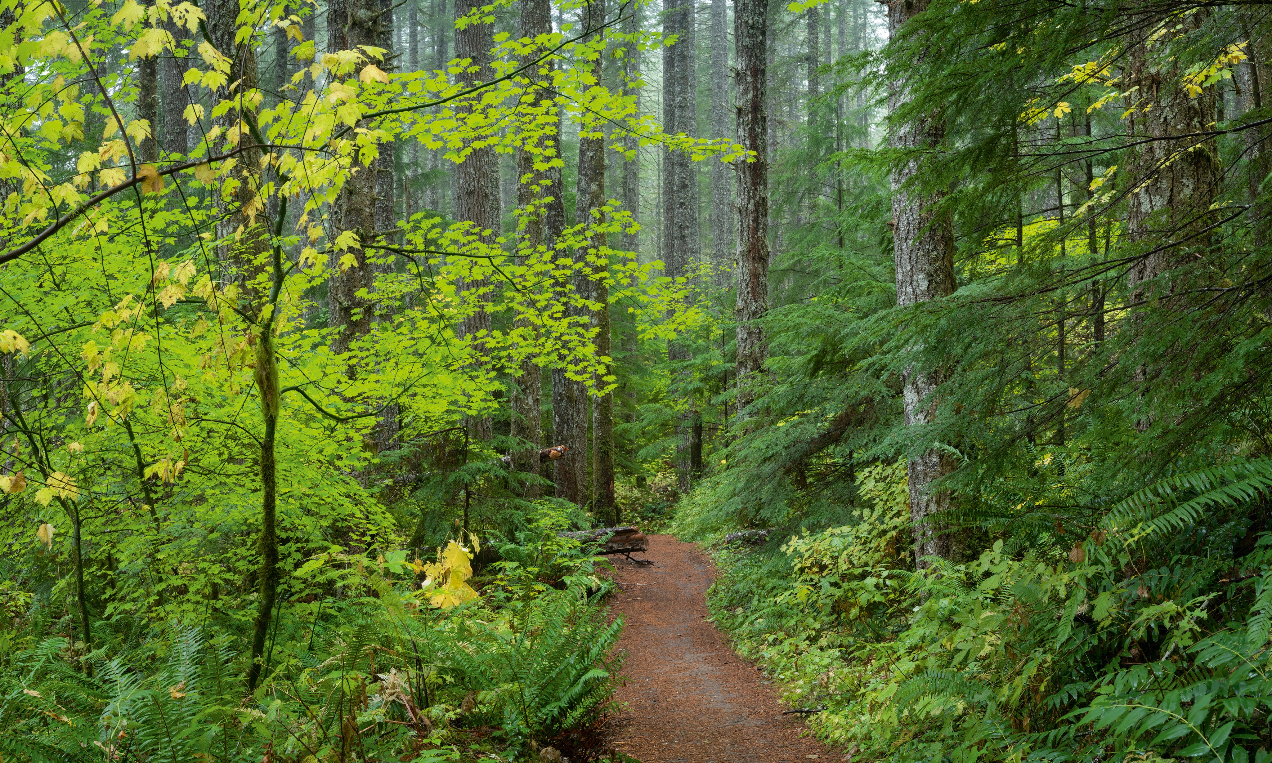 TrailinFirandMaple-150x100cm.jpg