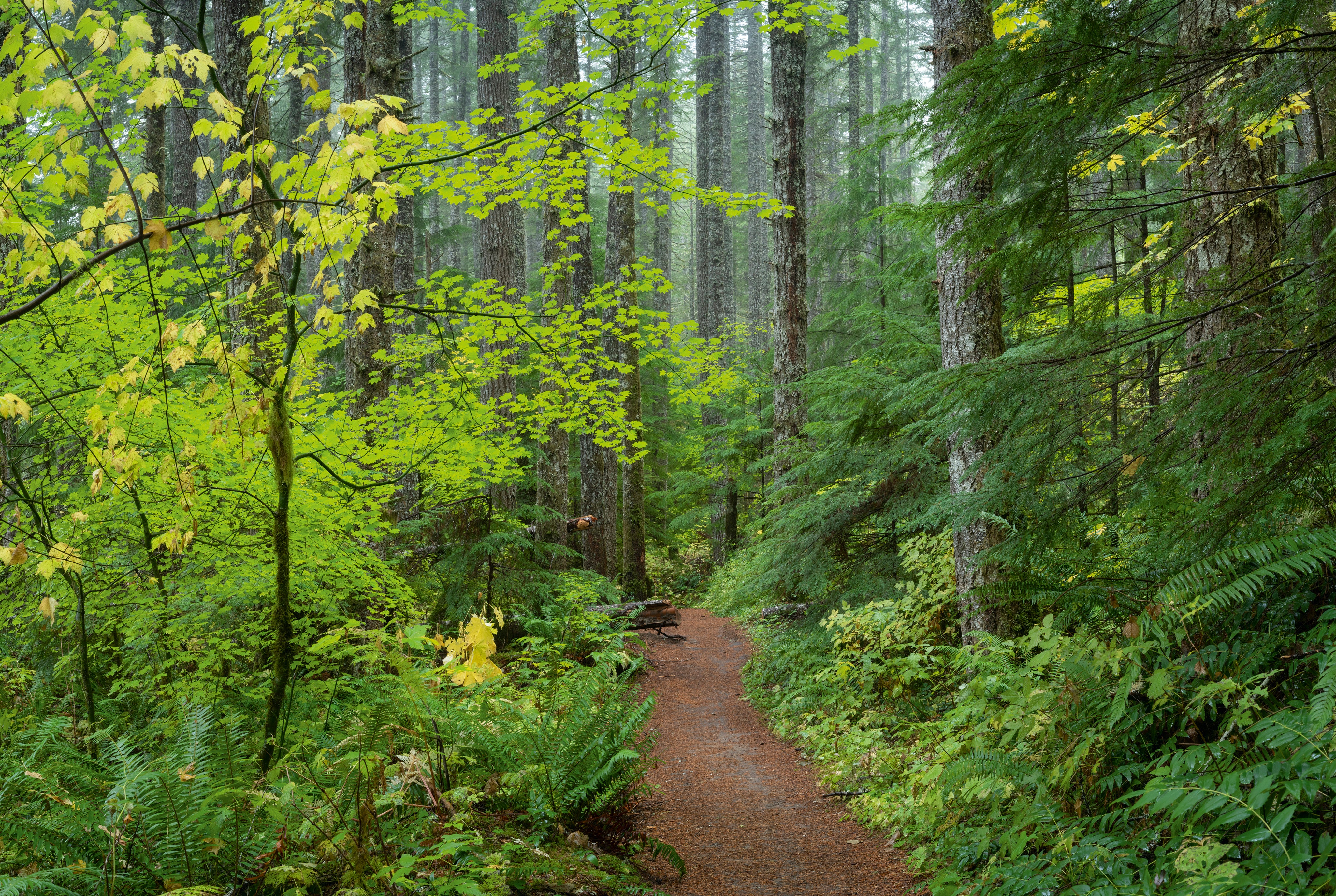 TrailinFirandMaple-150x100cm.jpg