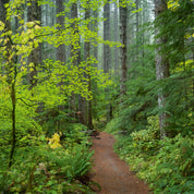 Trail in Fir and Maple