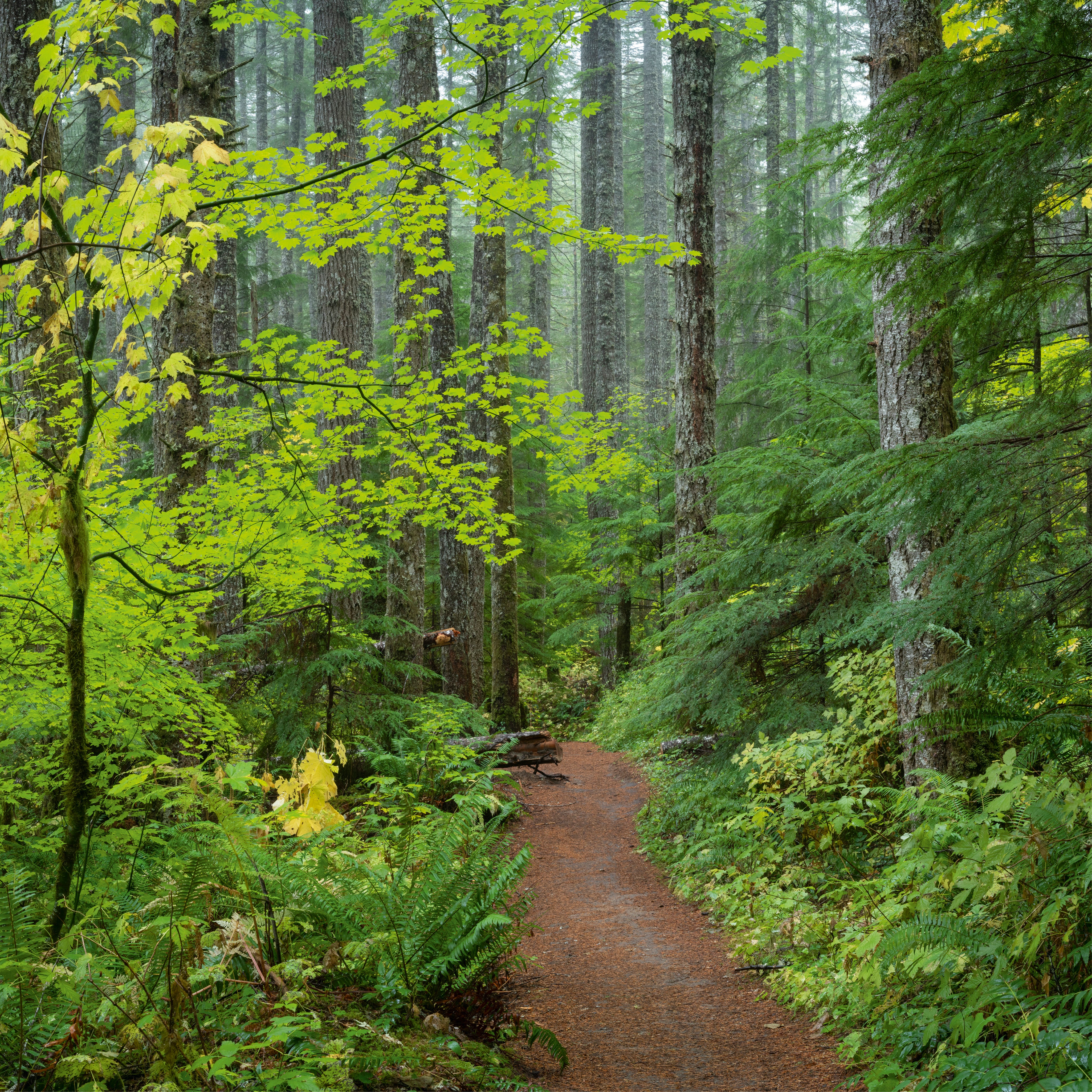 Trail in Fir and Maple