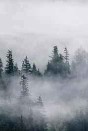 Veil of dawn
