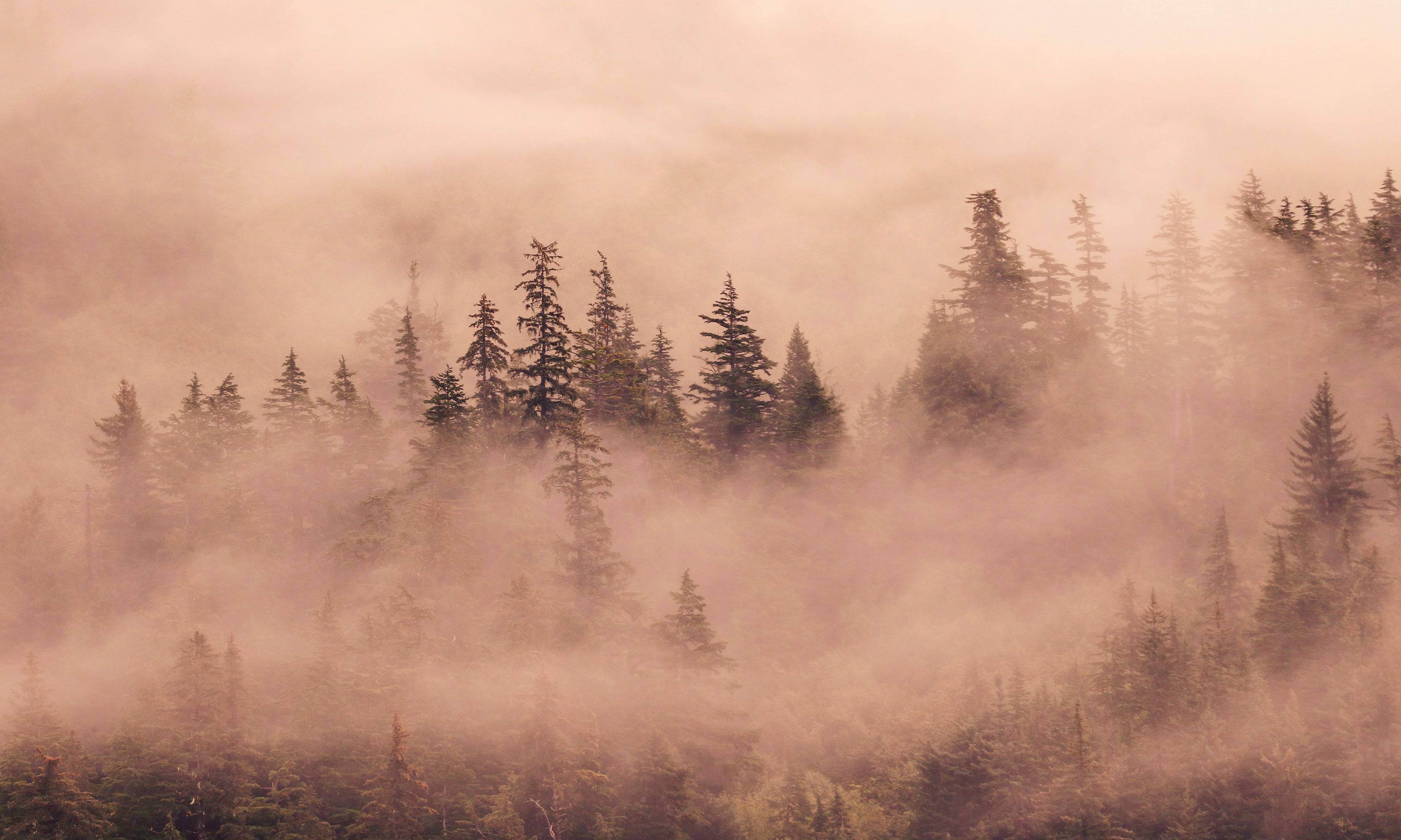 Veilofpines-120x80cm.jpg