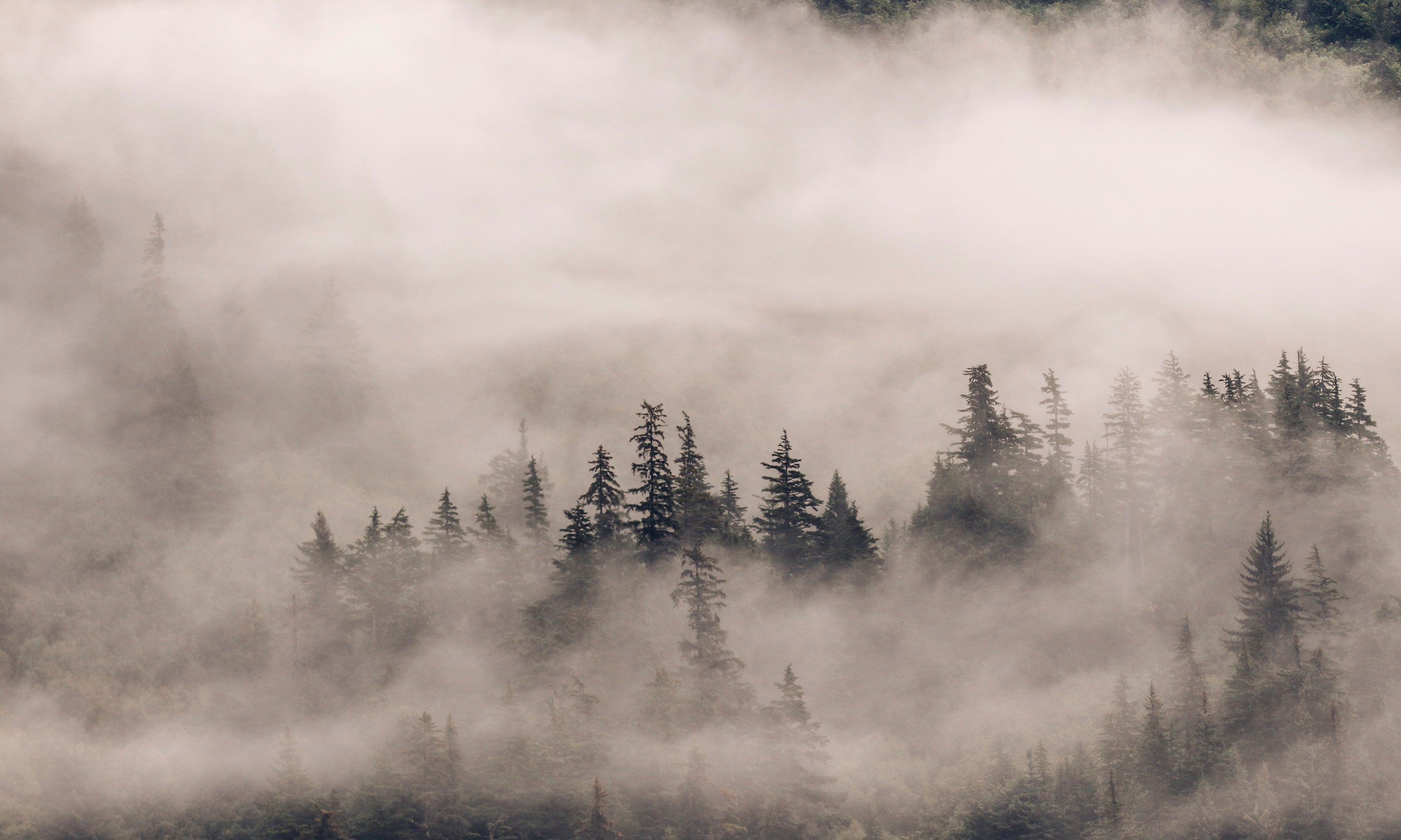Veilofsilence-120x80cm.jpg