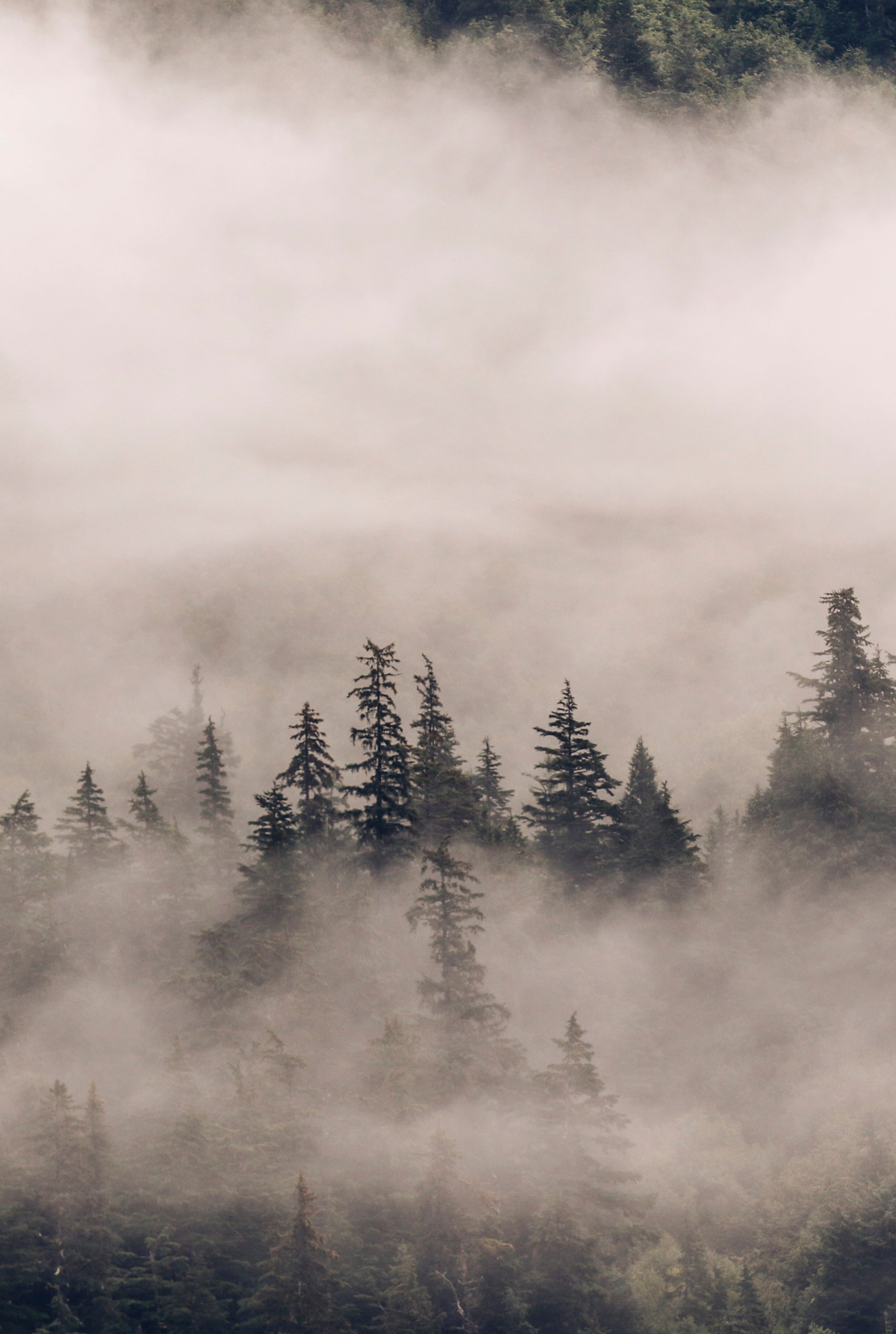 Veil of silence