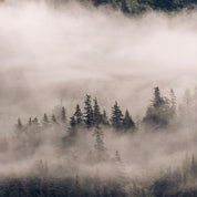 Veil of silence