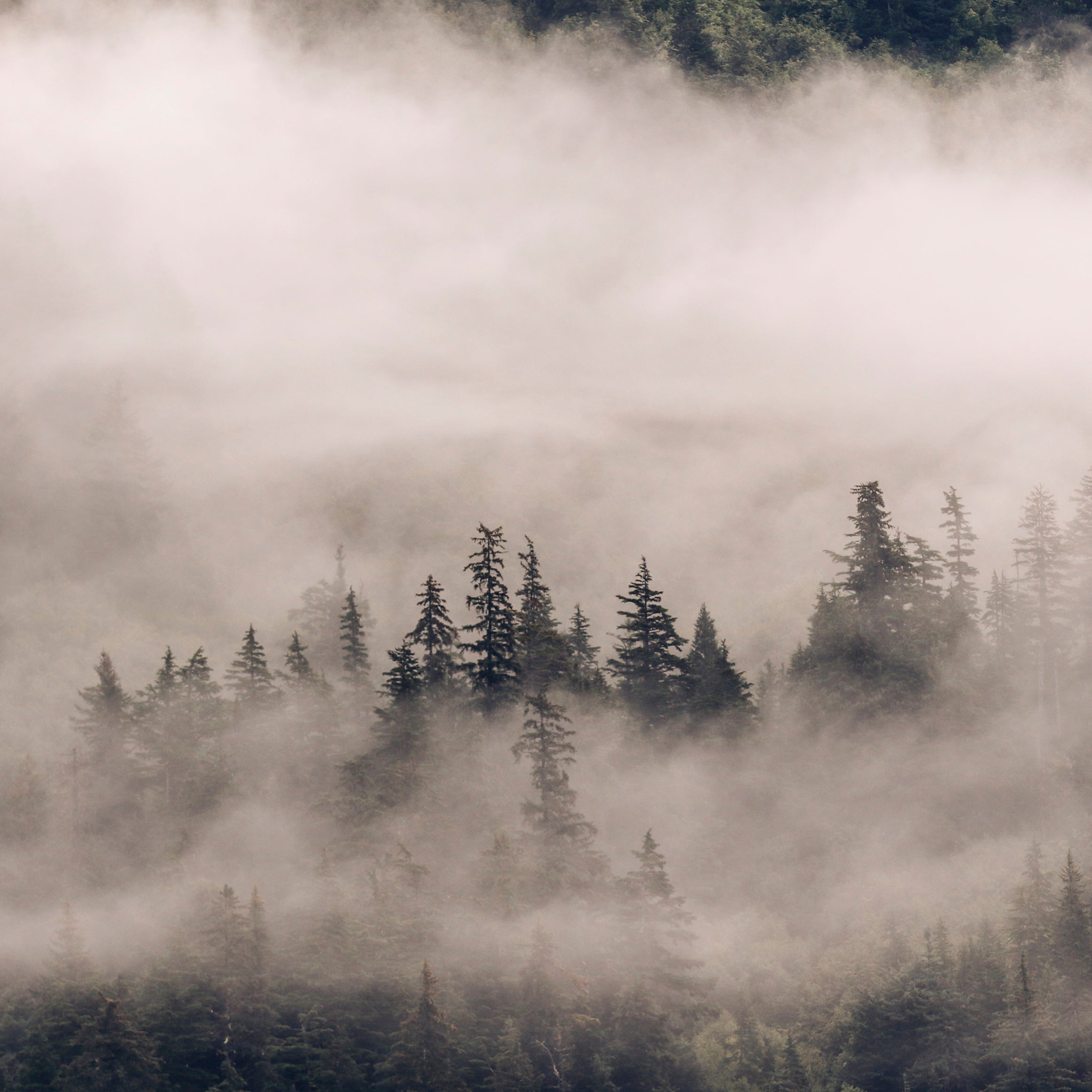 Veil of silence