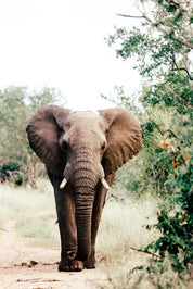 Walk of the giant