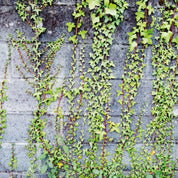 Wall climbers
