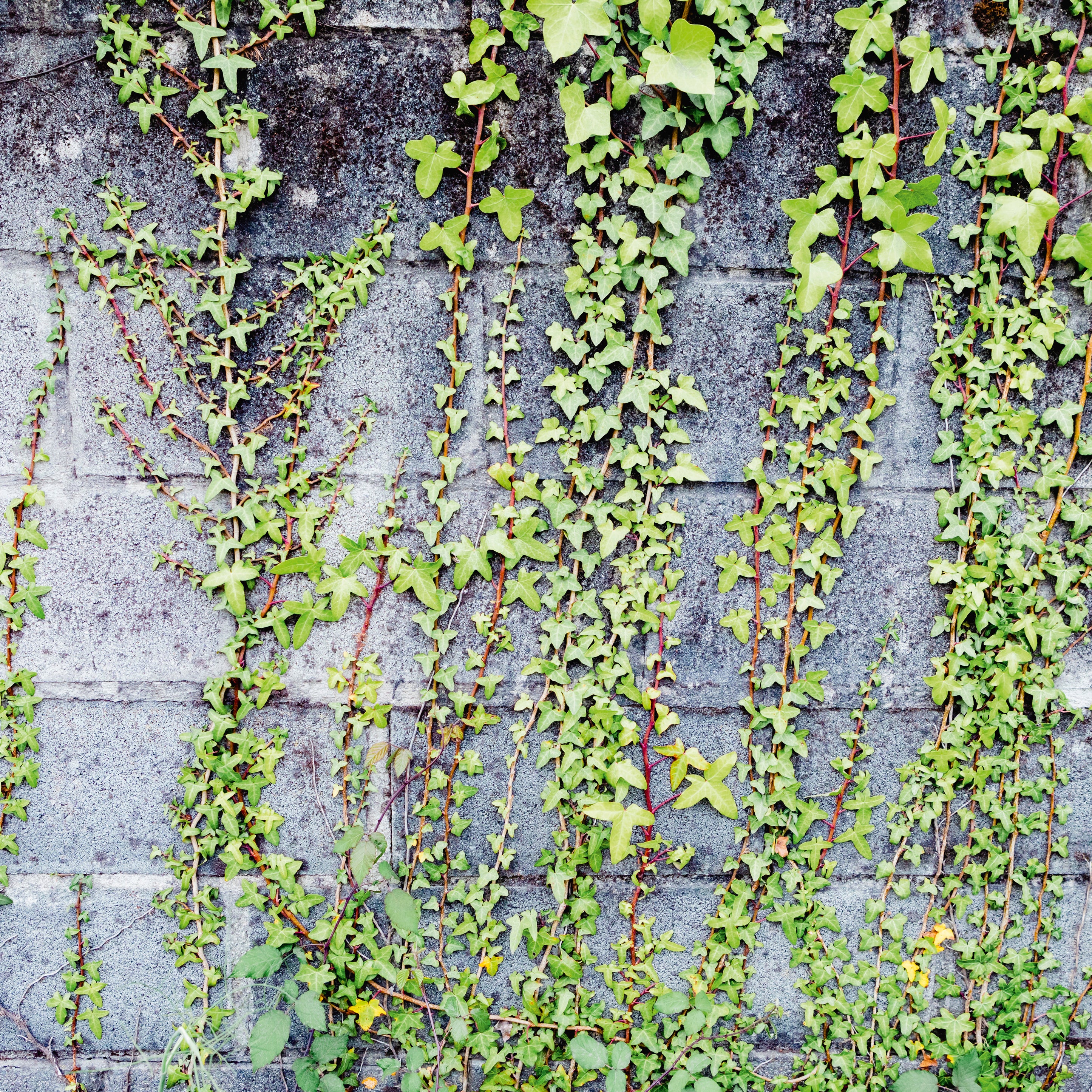Wall climbers