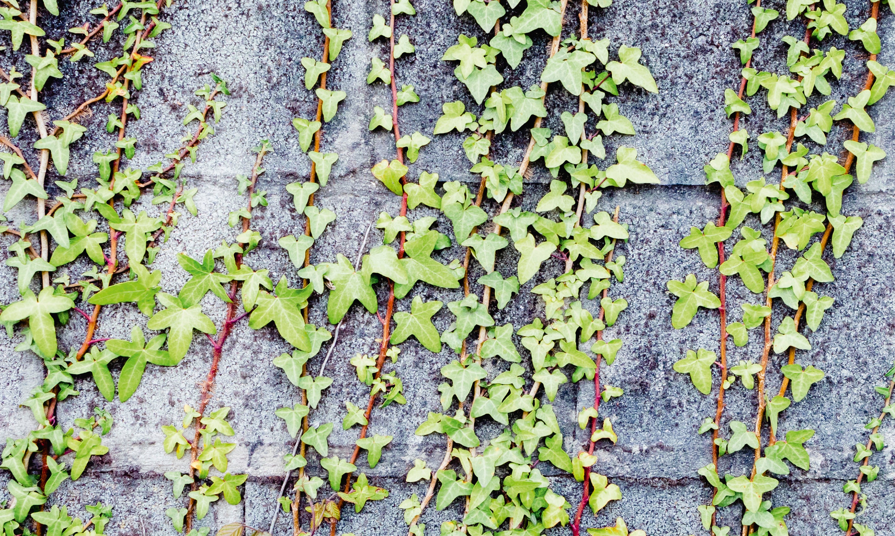 Wallclimbers-100x160cm.jpg