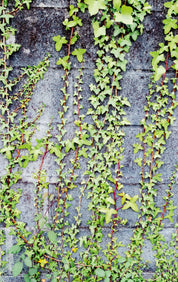 Wall climbers