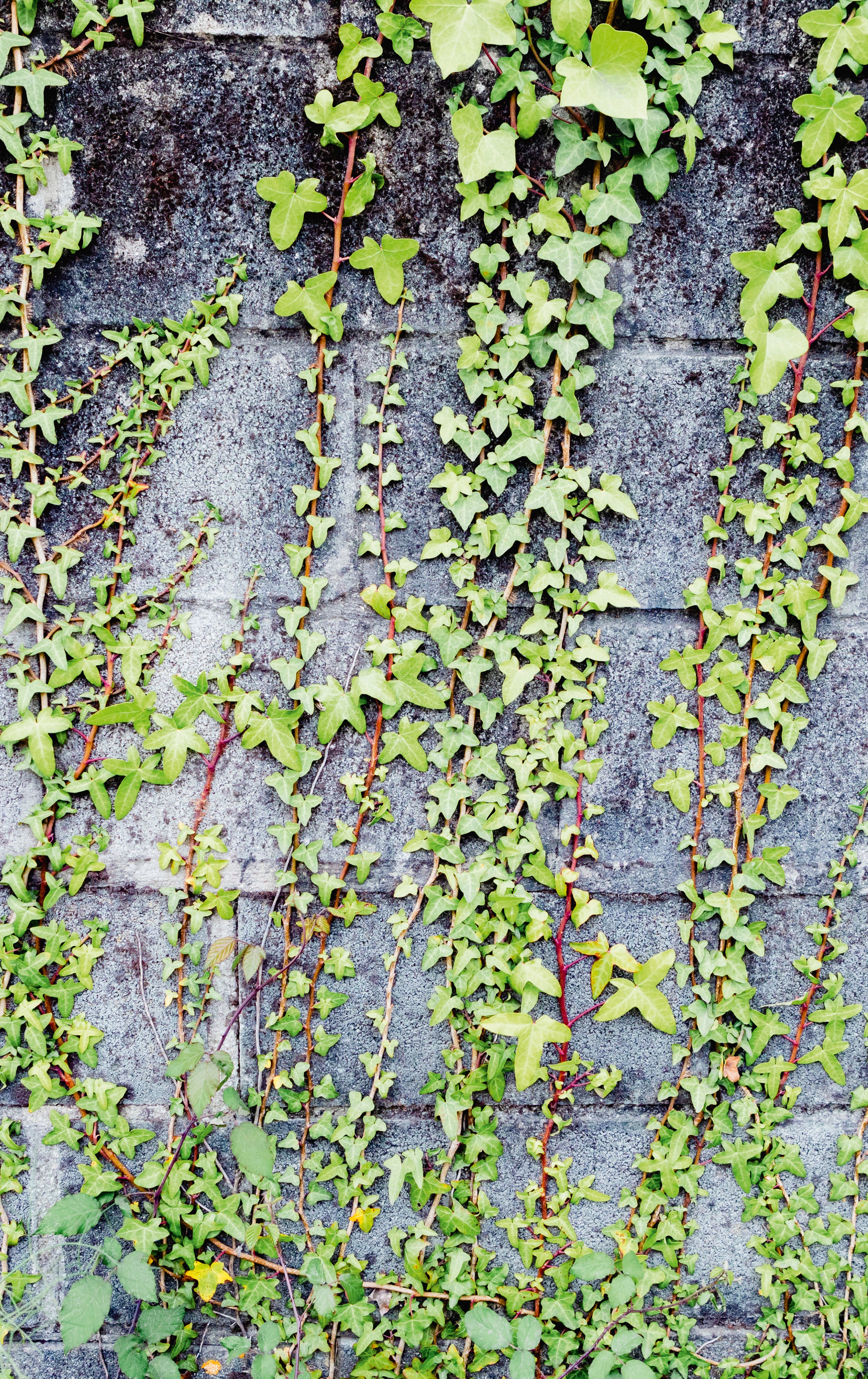 Wall climbers