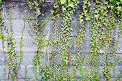 Wall climbers