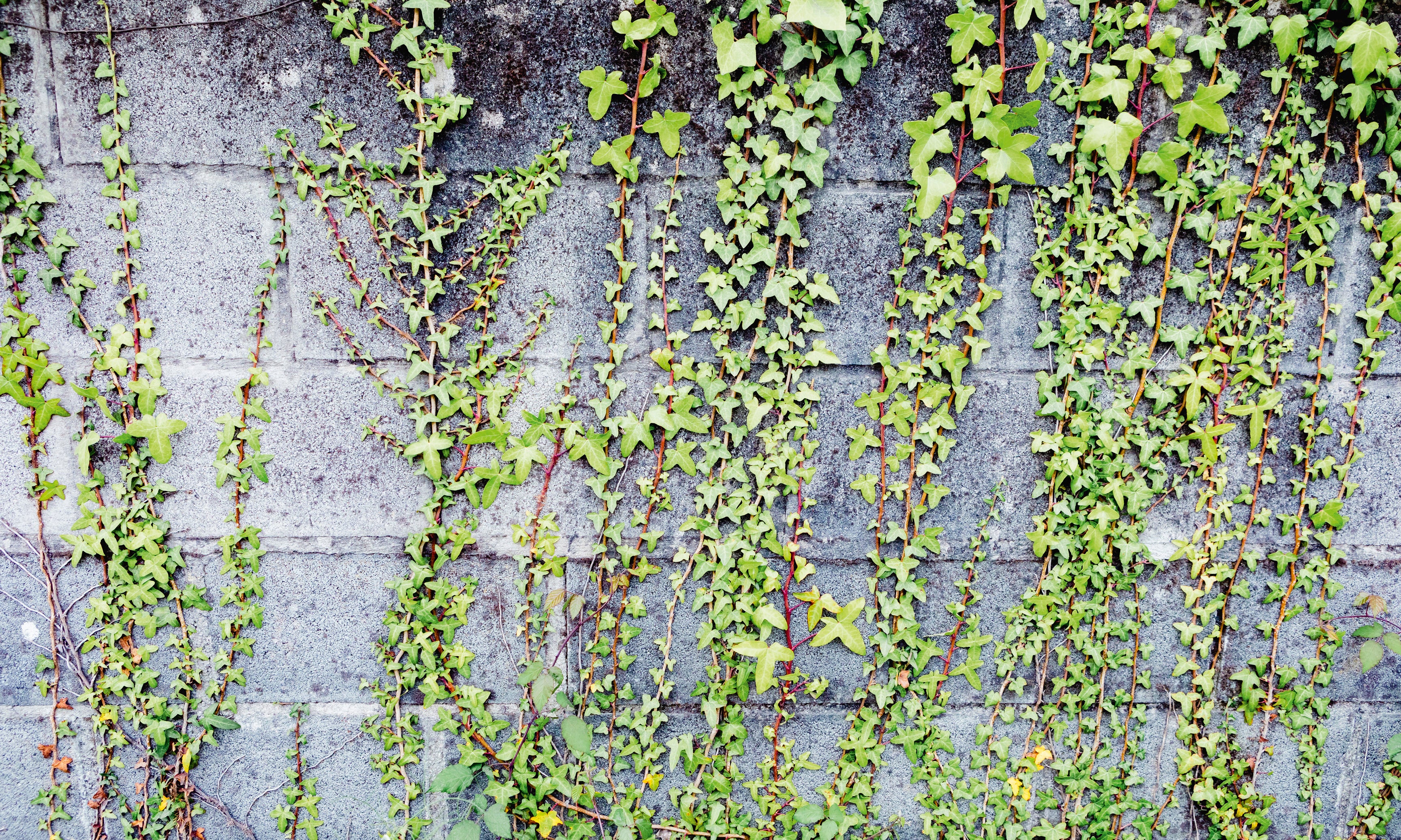 Wallclimbers-120x80cm.jpg